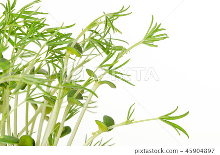 Sweet lupin bean seedlings on white background Sweet lupin bean seedlings on white background 45904897
