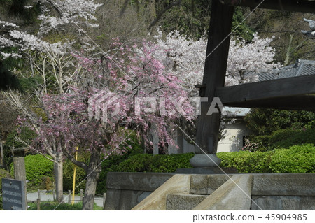 Weeping cherry blossoms of Shimei Temple Weeping cherry blossoms of Shimei Temple 45904985