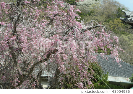 Weeping cherry blossoms of Shimei Temple Weeping cherry blossoms of Shimei Temple 45904986