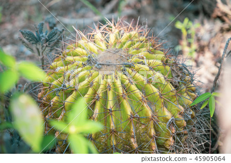 Taiwan hermitage palm plant succulent goldfish goldfish cactus cactuses cactus cactus tanik 45905064