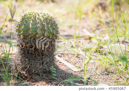 Taiwan hermitage palm plant succulent goldfish goldfish cactus cactuses cactus cactus tanik Taiwan hermitage palm plant succulent goldfish goldfish cactus cactuses cactus cactus tanik 45905067