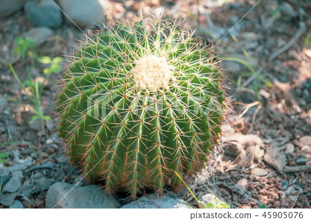 台灣寄居棕櫚植物肉質金魚金魚仙人掌仙人掌仙人掌tanik 45905076