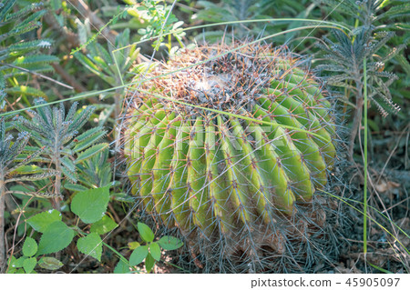 Taiwan hermitage palm plant succulent goldfish goldfish cactus cactuses cactus cactus tanik Taiwan hermitage palm plant succulent goldfish goldfish cactus cactuses cactus cactus tanik 45905097