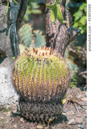 Taiwan hermitage palm plant succulent goldfish goldfish cactus cactuses cactus cactus tanik Taiwan hermitage palm plant succulent goldfish goldfish cactus cactuses cactus cactus tanik 45905098