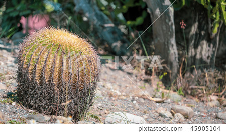 台灣寄居棕櫚植物肉質金魚金魚仙人掌仙人掌仙人掌tanik 45905104