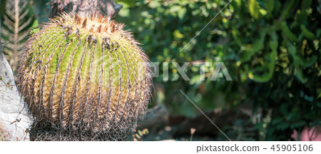 台灣寄居棕櫚植物肉質金魚金魚仙人掌仙人掌仙人掌tanik 45905106