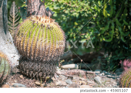 台灣寄居棕櫚植物肉質金魚金魚仙人掌仙人掌仙人掌tanik 台灣寄居棕櫚植物肉質金魚金魚仙人掌仙人掌仙人掌tanik 45905107