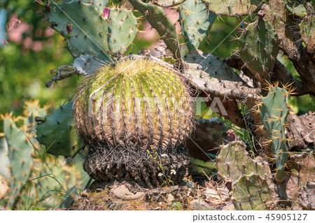 台灣寄居棕櫚植物肉質金魚金魚仙人掌仙人掌仙人掌tanik 45905127