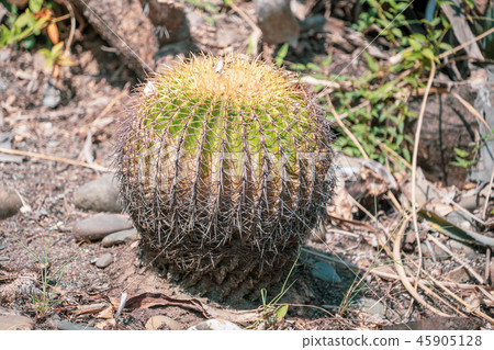 Taiwan hermitage palm plant succulent goldfish goldfish cactus cactuses cactus cactus tanik 45905128