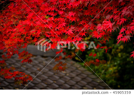 Autumn leaves Autumn leaves 45905359