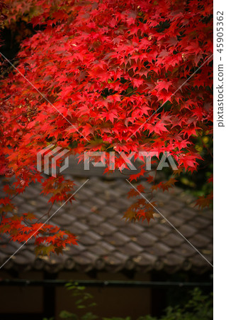 Autumn leaves Autumn leaves 45905362