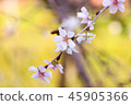 櫻桃樹 45905366