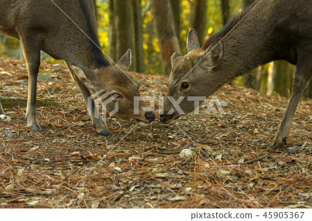 A deer A deer 45905367