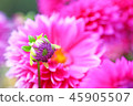 Dalia's bud 45905507