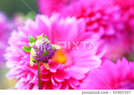 Dalia's bud Dalia's bud 45905507