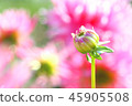 Dalia's bud 45905508