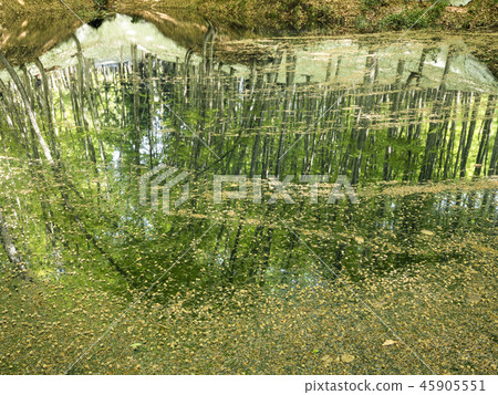 Beautiful forest (Niigata Prefecture) 45905551