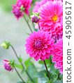 Dahlia flower 45905617
