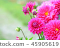 Dahlia flower 45905619