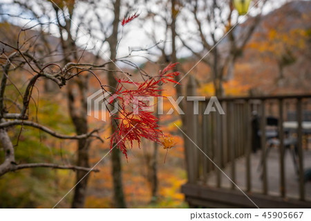 Autumn leaves trees Autumn leaves trees 45905667