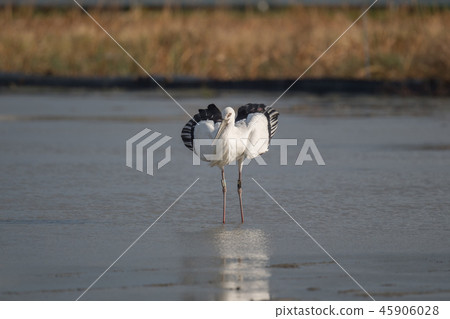 A stork that has descended into a lotus field A stork that has descended into a lotus field 45906028