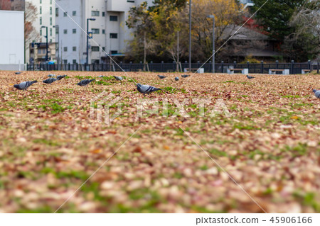 Sendai West Park in the late fall 45906166