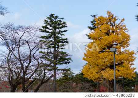 仙台西公園在秋末 仙台西公園在秋末 45906228