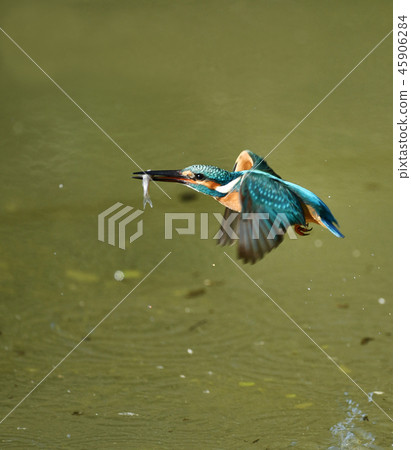 翠鳥的捕食 45906284