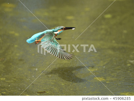 翠鳥的捕食 45906285