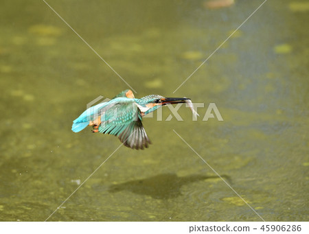 翠鳥的捕食 45906286