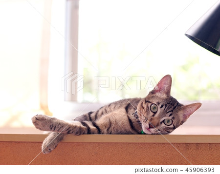 Cute Short Hair Young Asian Kitten Grey And Black Stock Photo