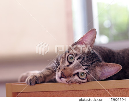 Cute Short Hair Young Asian Kitten Grey And Black Stock Photo