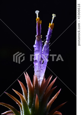 Tillandia Ionantapic 45906618