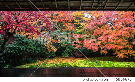 Autumn leaves in Kyoto Autumn leaves in Kyoto 45906676