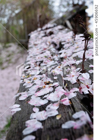 Ore Sakura Ore Sakura 45906692