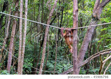 Wild child orang utan Wild child orang utan 45906798