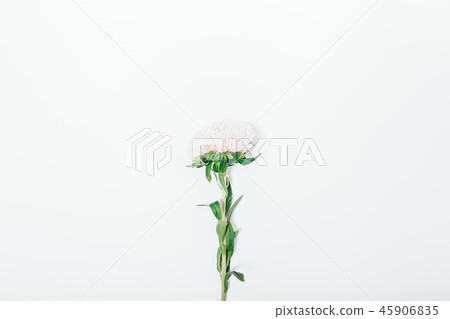 One pink aster on white background, top view One pink aster on white background, top view 45906835