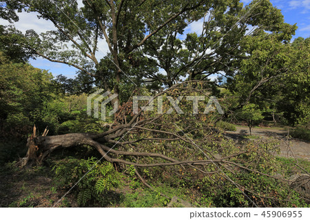 颱風21（大阪城公園）倒下的樹 45906955