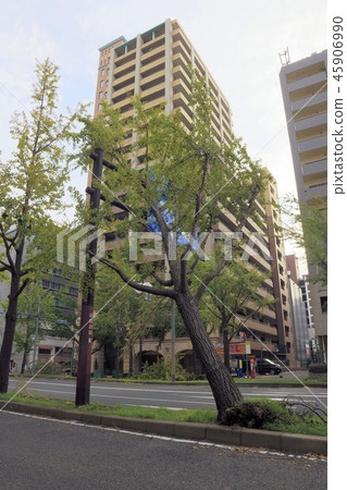 颱風21號（大阪市西區）倒下的樹 45906990