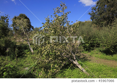 颱風21號（大阪山田公園）倒下的樹 45907066