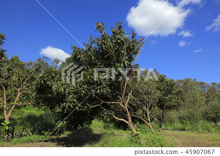 颱風21號（大阪山田公園）倒下的樹 45907067