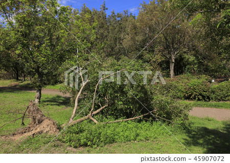 颱風21號（大阪山田公園）倒下的樹 45907072