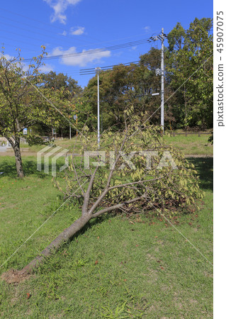颱風21號（大阪山田公園）倒下的樹 45907075