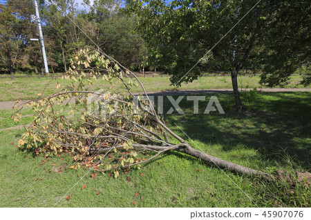 颱風21號（大阪山田公園）倒下的樹 45907076