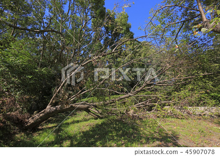 Fallen tree by typhoon No. 21 (Osaka Yamadaike Park) 45907078