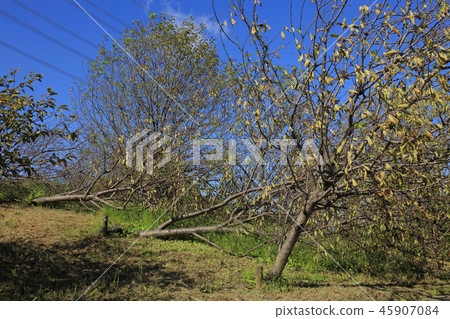 颱風21號（大阪山田公園）倒下的樹 45907084