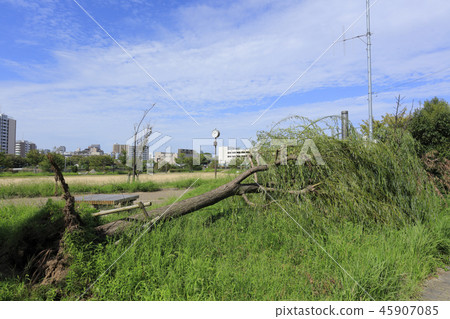 颱風21號(大阪櫻之宮公園)倒下的樹 颱風21號(大阪櫻之宮公園)倒下的樹 45907085