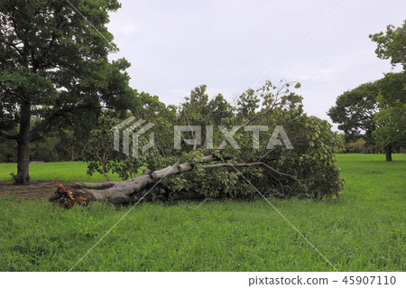Fallen tree by typhoon 21 (Osaka Tsurumi green space) Fallen tree by typhoon 21 (Osaka Tsurumi green space) 45907110