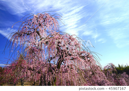 Uedai plum Uedai plum 45907167