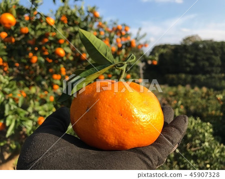 How about Izu oranges? How about Izu oranges? 45907328